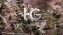 Homegrown Genetics Banner