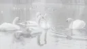 splash