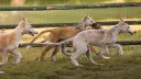 Borzoi splash