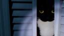 Arachne After Dark Banner