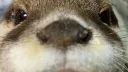 ˚₊۶ৎ˙⋆ Otterly Lodge ‹𝟑.ᐟ splash