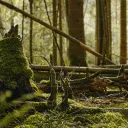 Mossy Forest Discord server banner