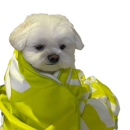 Saddoggo Discord sticker