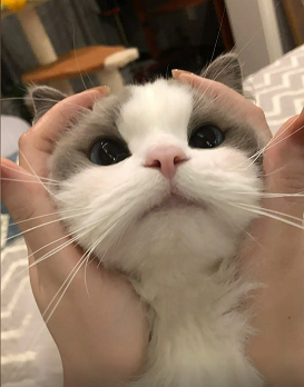 catcute Discord sticker