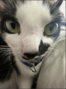 Nova Stare Discord sticker
