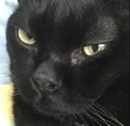 Sooty Upset Discord sticker