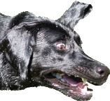 Shock-doggo Discord sticker