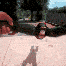 Monke spin