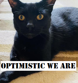 Cat of Optimism Discord sticker