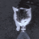 cat thirsty Discord sticker