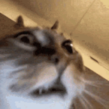 omg cat Discord sticker