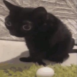cat egg Discord sticker