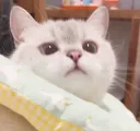 Cat Peek Discord sticker