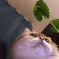 cat2 Discord sticker
