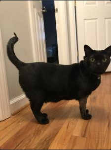Sooty Shaved Leg and Tail Discord sticker