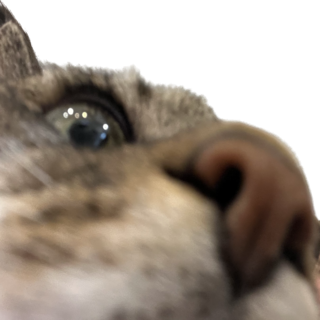 hello Discord sticker