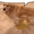 dog pissing (discord.gg/pol)