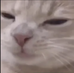 cat Discord sticker
