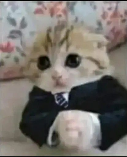business cat Discord sticker