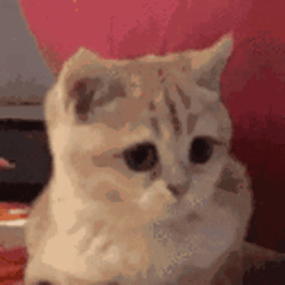 Cat nodders Discord sticker