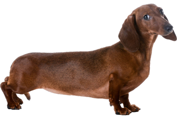 wienerdog Discord sticker