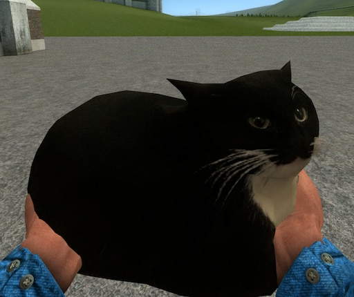 Maxwell the carryable cat