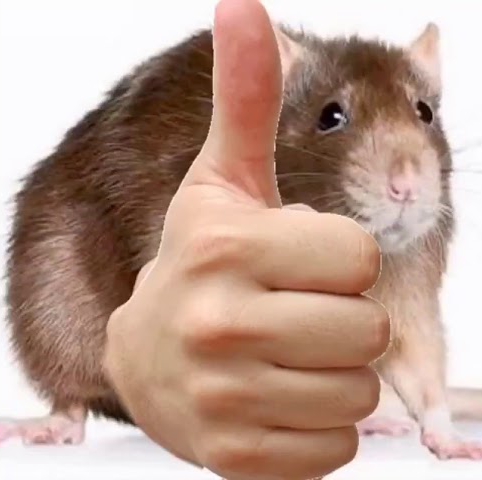 Rat Thumbs Up Discord sticker