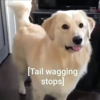 tail wagging stops Discord sticker