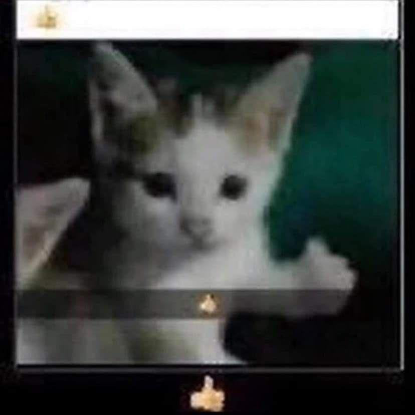 cool (discord.gg/pol)