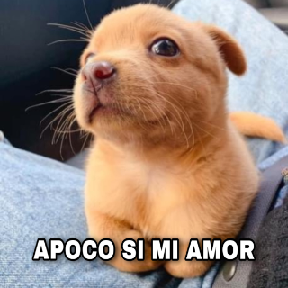 apoco si mi amor Discord sticker
