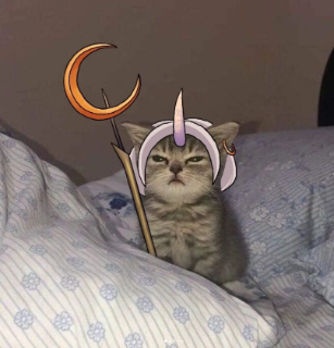 Günaydın Soraka Kedy Discord sticker