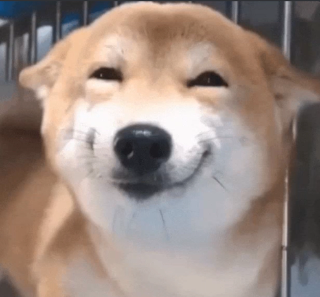 dog grin Discord sticker