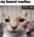 honest_reaction