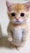 Catto Discord sticker