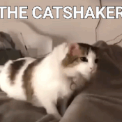 do the cat shaker Discord sticker