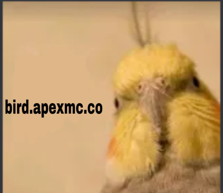 bird.apexmc.co yos