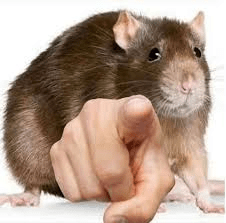 Rat Pointing Discord sticker