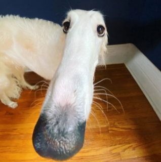 doggie Discord sticker