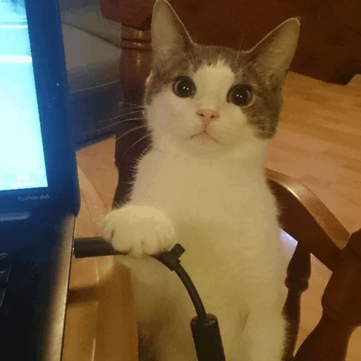 cat bruh Discord sticker