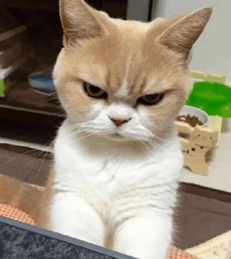 cat rage Discord sticker