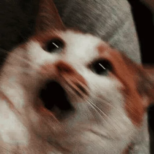 cat scream Discord sticker