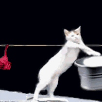 Laundry Cat Discord sticker