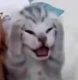 Cat nooo┃.gg/aussie-hub Discord sticker