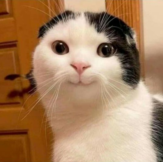 cat smile Discord sticker