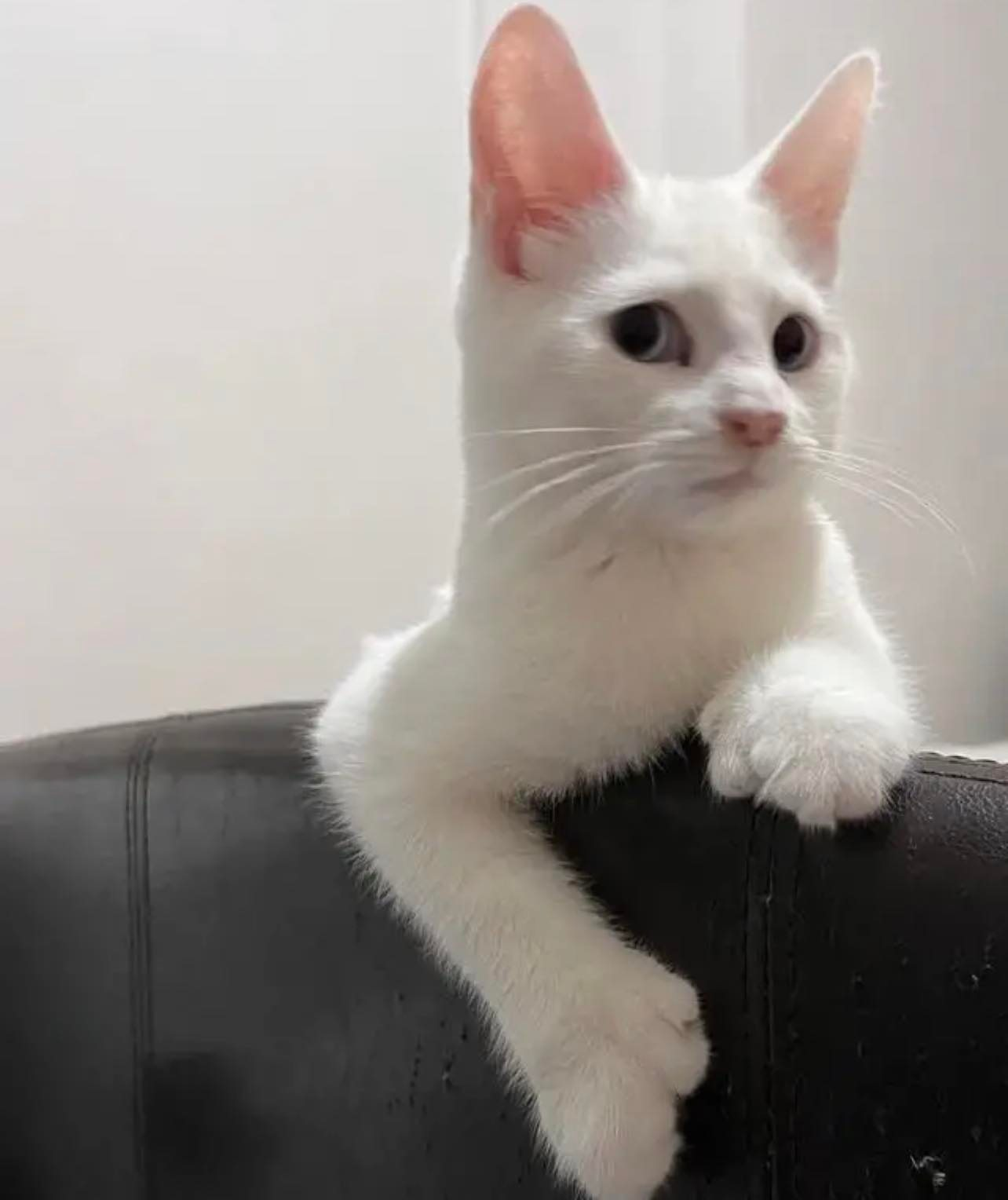 ummcat Discord sticker