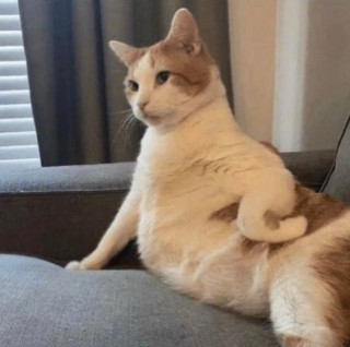 unimpressed cat Discord sticker