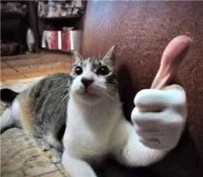 catthumb (discord.gg/pol)