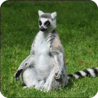 Lemur