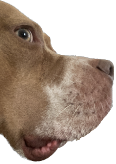 Buddy Sus Discord sticker