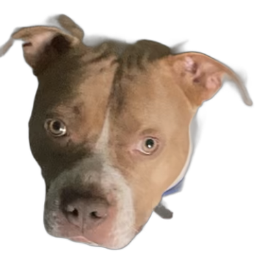 it's Buddy Discord sticker